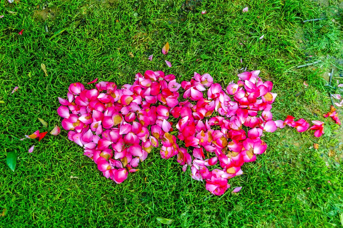 Zwei Herzen aus Rosenblüten auf einem Fußballfeld